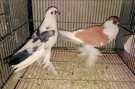 gubara