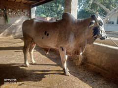 cholistani bull | Bachra | Qurbani vacha