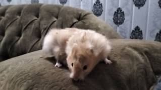 hamster