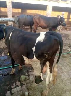 Qurbani ka Bachra