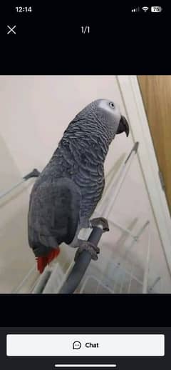 03323055712call wathsap african gerry parrot urjunt for sale