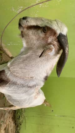 Teddi