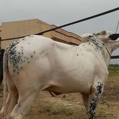 bull