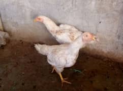aseel