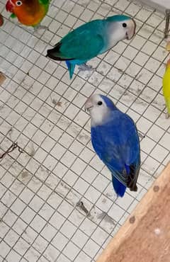 Love BirdsBreeder Pairs Available