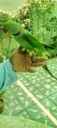 hand tame breeder raw parrot for sale in multan talking raw parrot