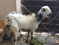 beautiful white colour 2 daant andu bakra for sale on best price