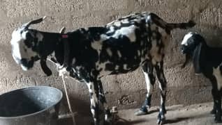 bakri sath mn 2 bachy