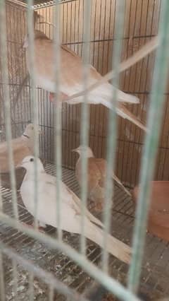 dove 1 pair and 2 mail