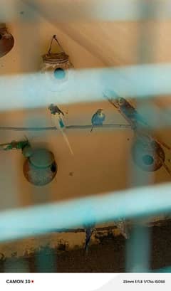 birds 400 par pies 10 hy total