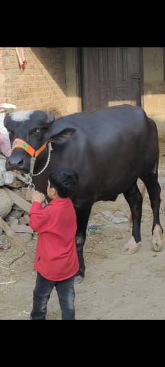 qurbani