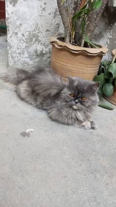 Persian Cat