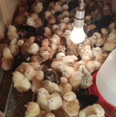 golden misri | Desi Chicks | چوزہ | hens | Chicks For Sale