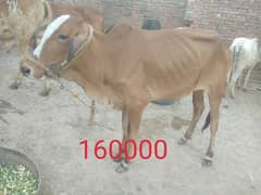 Qurbani k janver sale k lia available hn