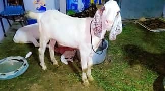 bakra | Desi bakra | bakre | bakry | khassi bakra 2 daant |white bakra