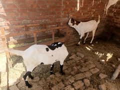 makhi cheena/beetal/chahtry/qurbani goat /bakra /بکرا/desi goat