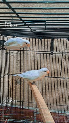 albino red eyes or black eyed adult pair