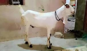 bakra