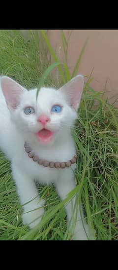 Persian