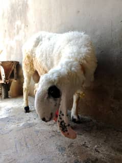 Bakra