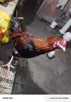 Aseel Mianwali Murga For Sale