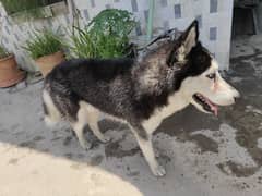 Huskey male available for sale double cout 8 month age