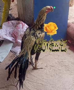 PARROR BEAK MALE. 03139874002