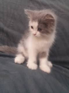 Urgent for sale-1.5 months kitten