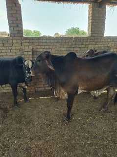bail fare sale urgent qurbani ke like my WhatsApp number03293556197