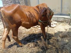 cow