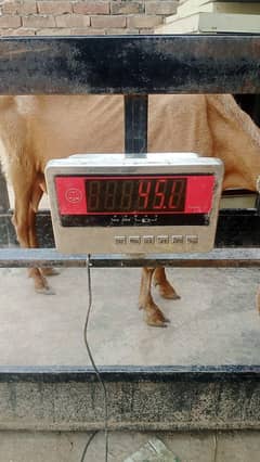 1300 per kg bakriyan qurbani