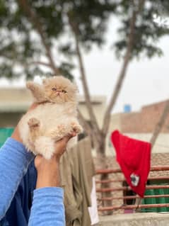 Piki male kitten high quality