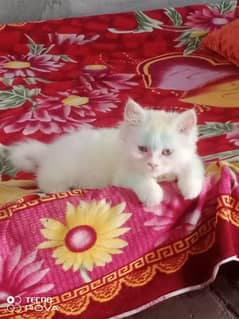 "Pure Persian Cat - White Color - Healthy & Adorable
