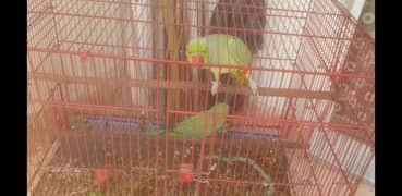 Male
