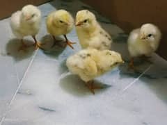 Chicks available 1 2 3 4 days ASEEL / GOLDEN MISRI