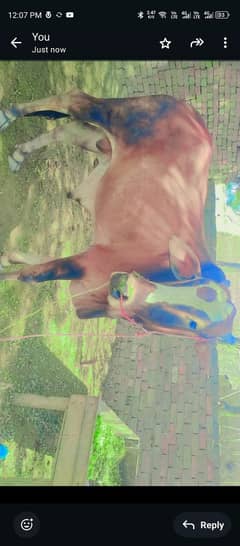 Bull for sale
