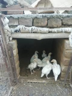 pure white Heera Aseel 14 chicks