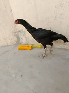 Muska Aseel Murgi