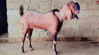 2 bakray for sale