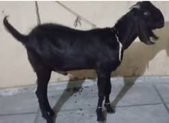 Bakra for sale Qurbani BakrA