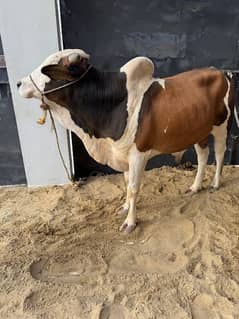 cow pair