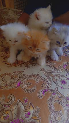 Persian kitten