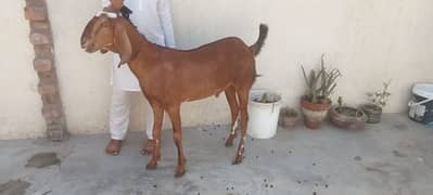 animal