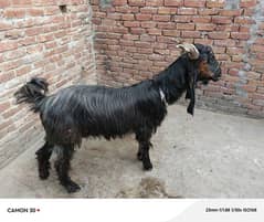 Ddp Goat for sell urgent