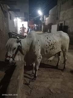 Bachra for sale | Bachra | Qurbani Bull |  | cows for sale