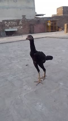 پیور