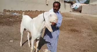 Rajanpuri Bakra 2 Dant Bakra Hai. 03425820107