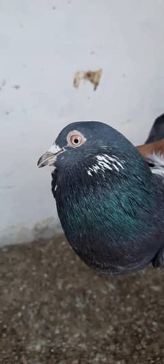 dabwala