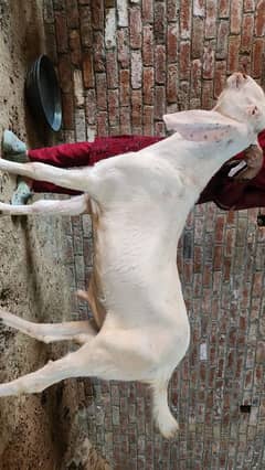 Bakray Qurbani 2025