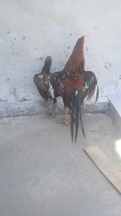Aseel